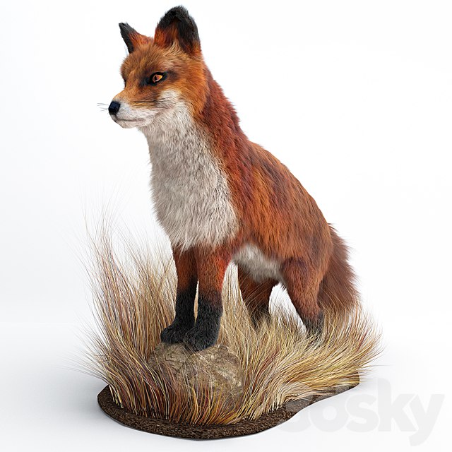 A Fox