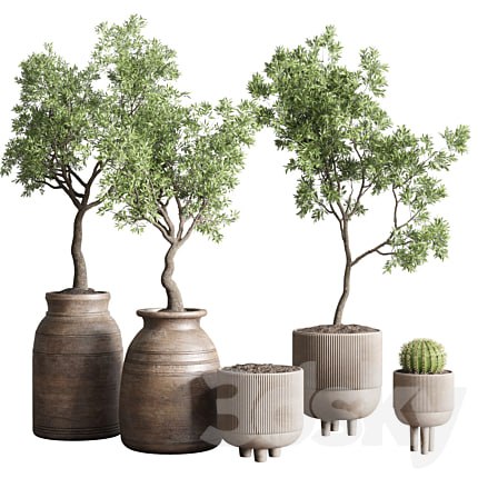 collection indoor outdoor plant 114 vase concrete wood old pot tree cactus