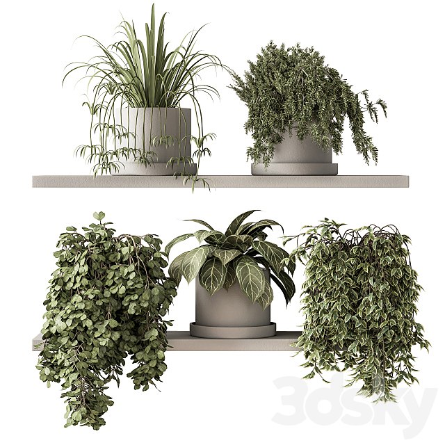 indoor Plant Set 281 - Plant pot on shelves