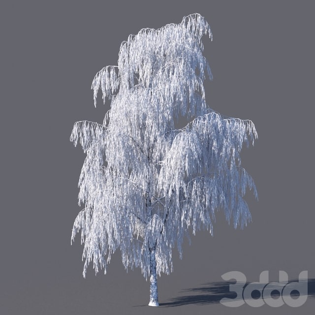 Winter birch (15 meters)