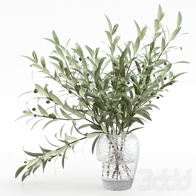 Olive branches in a vase