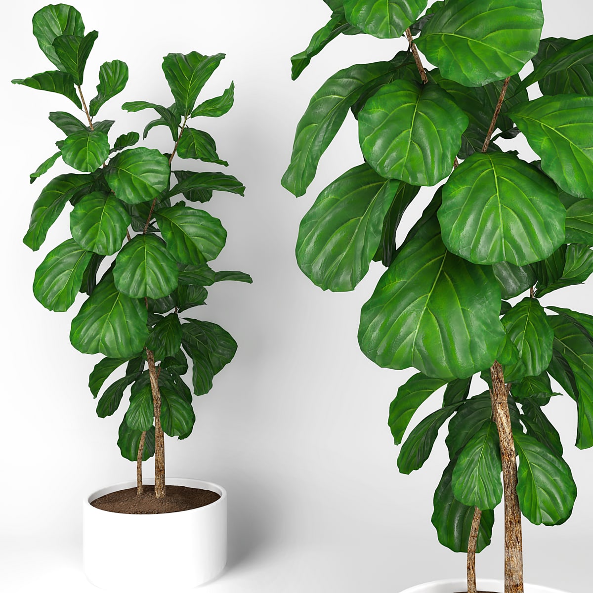 Fiddle leaf fig tree 3