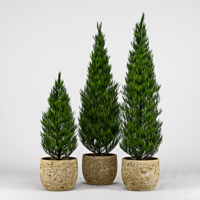 Thuja