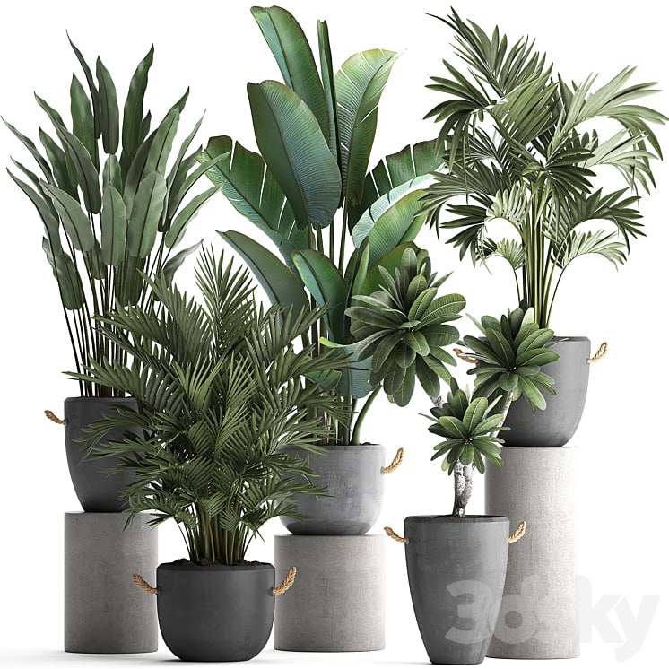 Plant Collection 402. Banana, strelitzia, palm, howea, plumeria, concrete, flowerpot, pot, exotic plants, outdoor, exotic, strelitzia