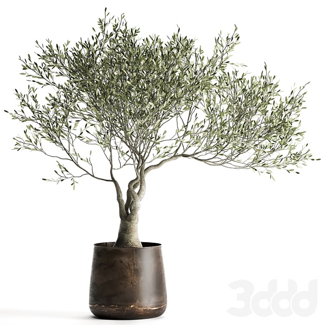 European olive