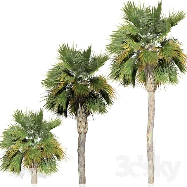 Tree - Palm