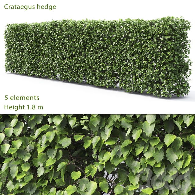 Crataegus hedge # 2 ()