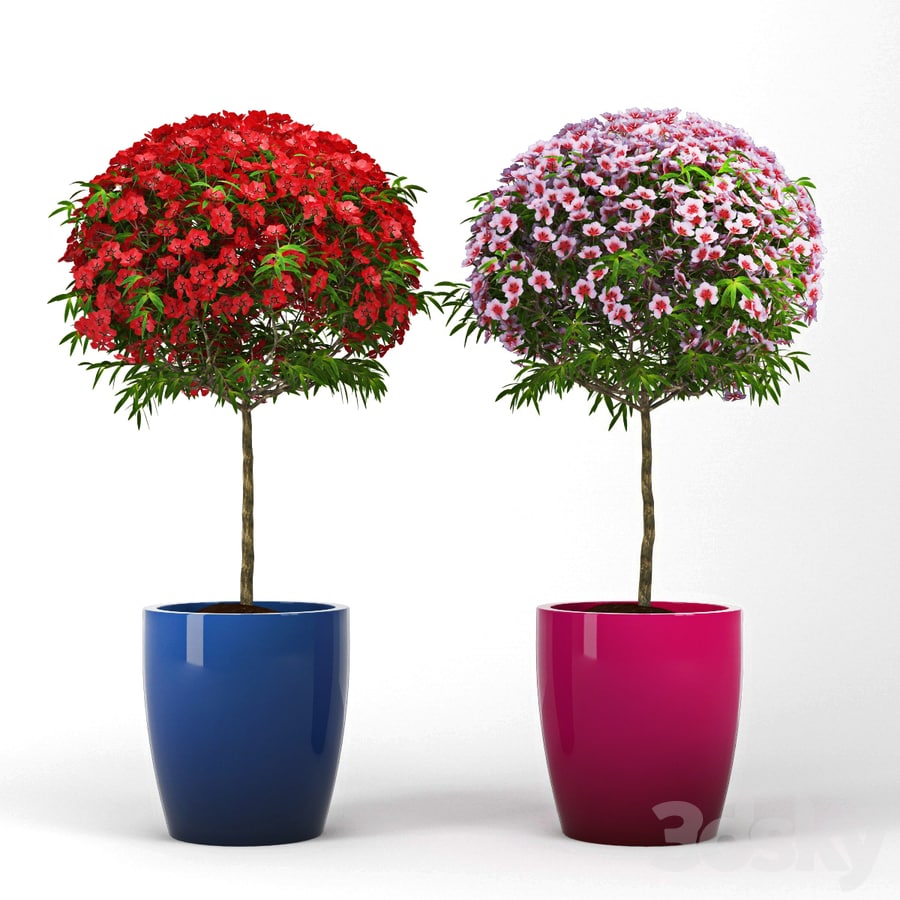 Leptospermum Topiary