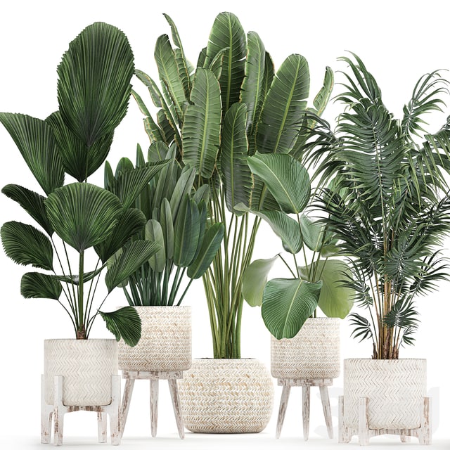 Plant collection 713. White basket, rattan, flowerpot, Banana, palm tree, howea, Likuala, calathea, indoor plants, Howea forsteriana, interior, Scandinavian style, eco design