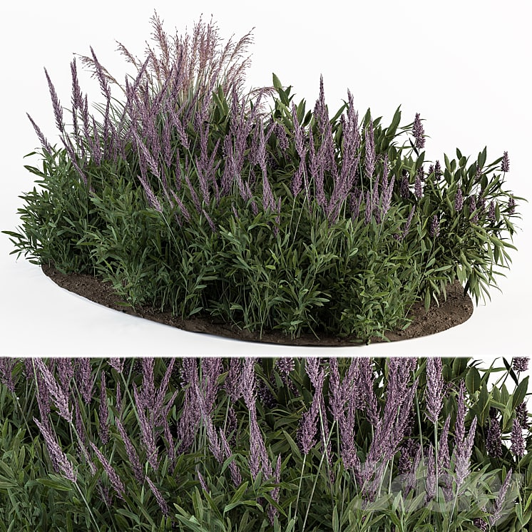 garden set lavender Bush Plants