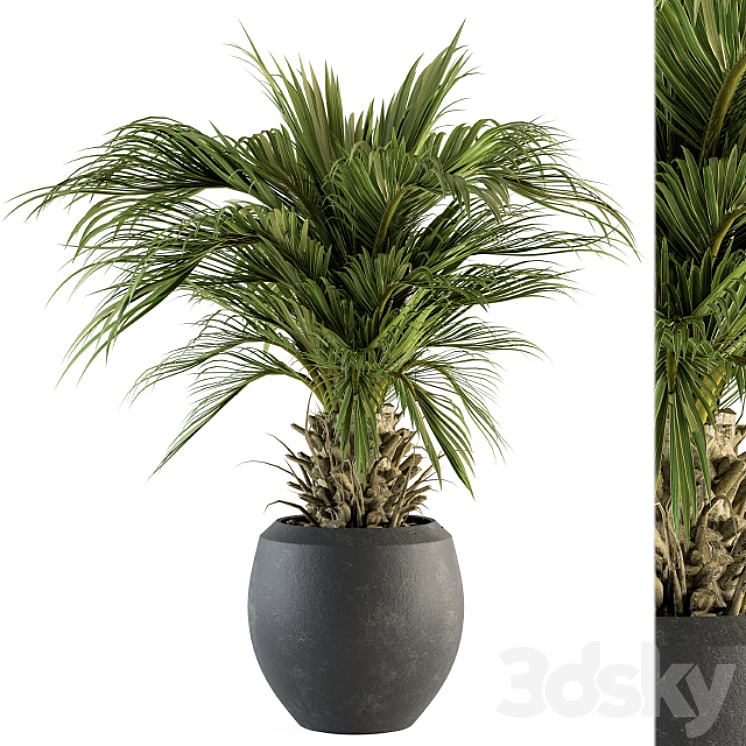 indoor Plant Set 133 - Palm Plant in Pot