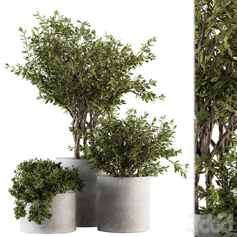 Outdoor Plants tree in Concrete Pot - Set 141