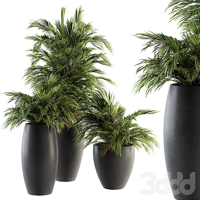 Indoor Plants Set 88 - Tropical