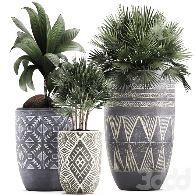 Коллекция растений 475. кокос нуцифера, веерная пальма, рапис, комнатные растения, эко дизайн, природный декор, комнатные