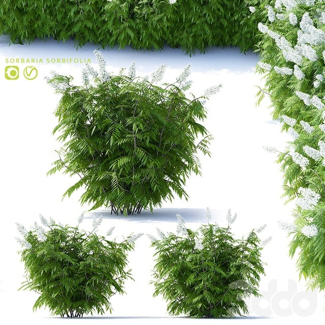 Sorbaria sorbifolia v2