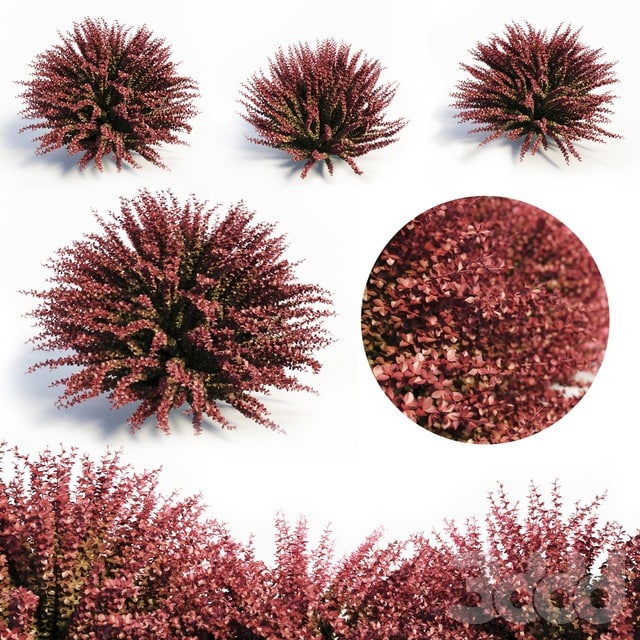 Berberis Thunbergii (Red Barberry)