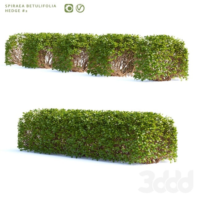 Spirea birch-leaved Hedge | Spiraea betulifolia # 2 Plants/ Bush