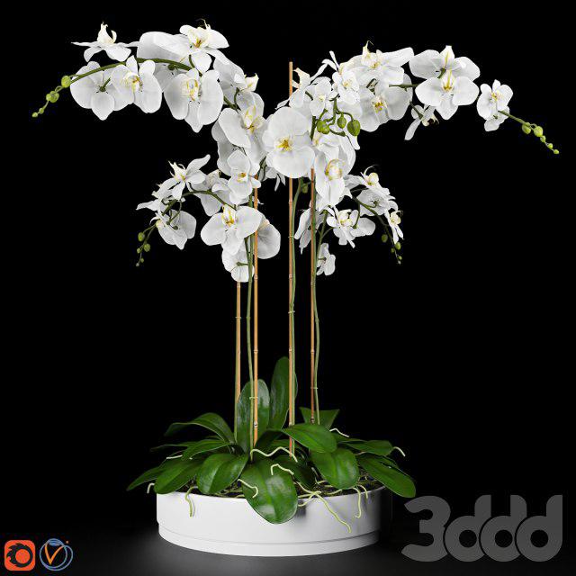 Orchid 13