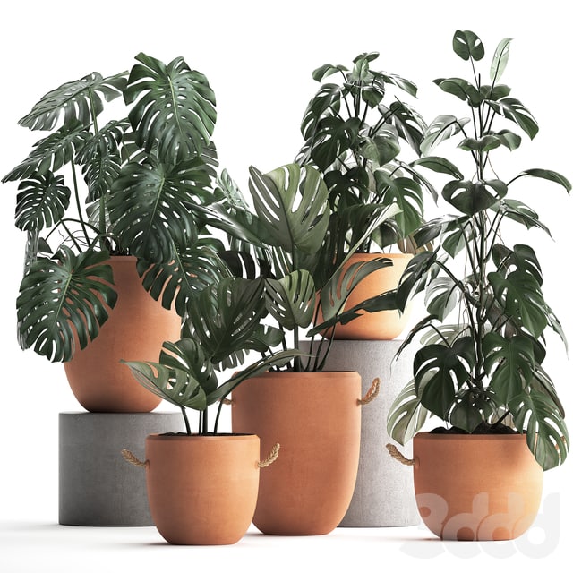 Collection of plants 423. Monstera, set, clay pot, clinker, indoor plants, set