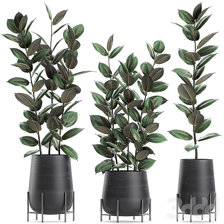 Collection of plants 628. Black pot, indoor plants, flowerpot, loft, office plants, flowers, Ficus elastica, Ficus rubbery