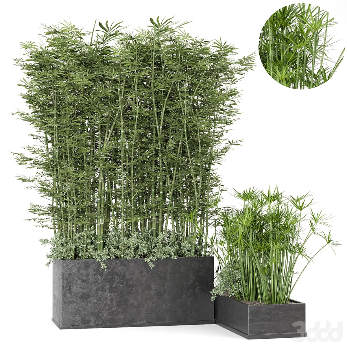 Outdoor Plants Bamboo in rusty Concrete Pot -Set 246