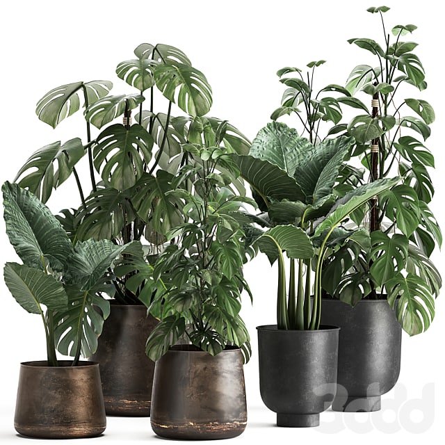 Plant collection 999. Monstera, pot, loft, Alokaziya, flowerpot, loft, metal pot, flowerpot, rust, black, bushes, thickets