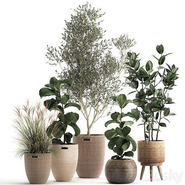 Plant collection 972