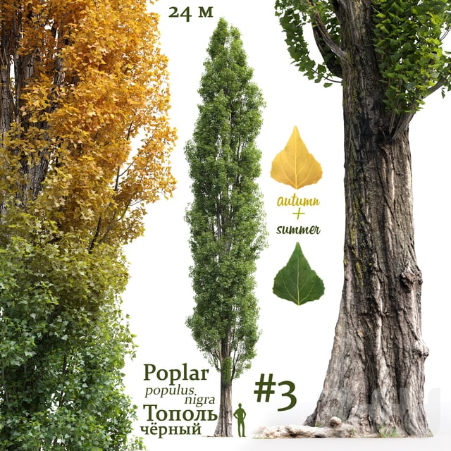 Тополь черный / Poplar / Populus nigra