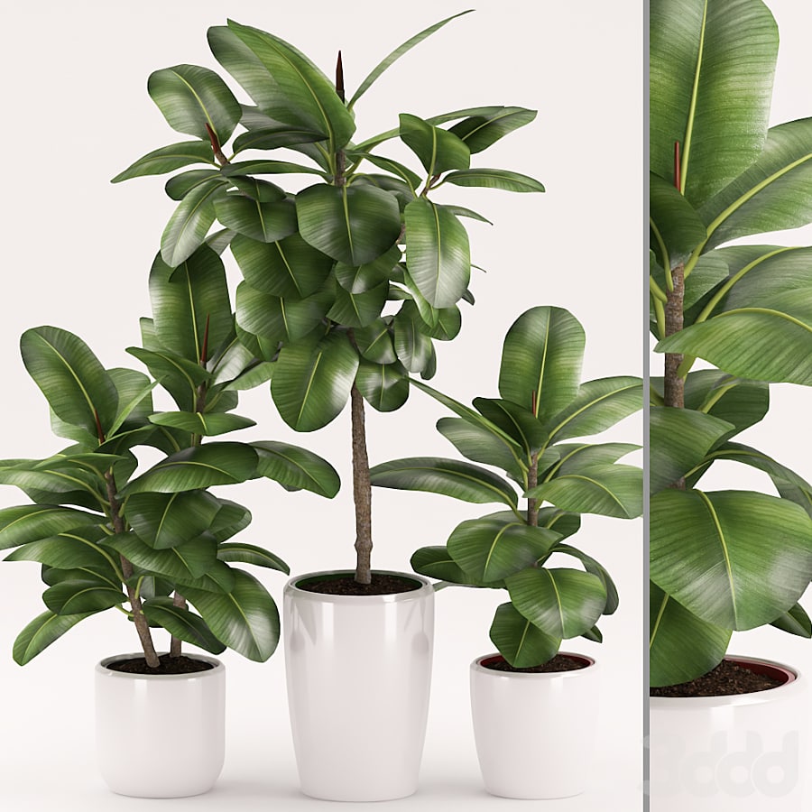 Rubber plants with ceramic pot