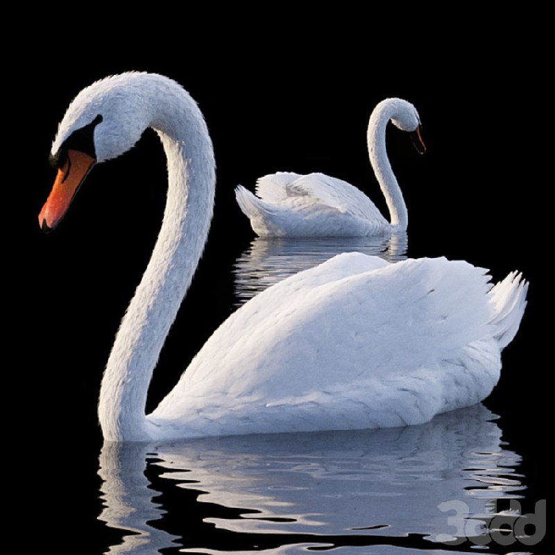 White Swan