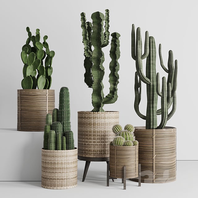 A collection of plants and cactus in handmade wooden baskets 286