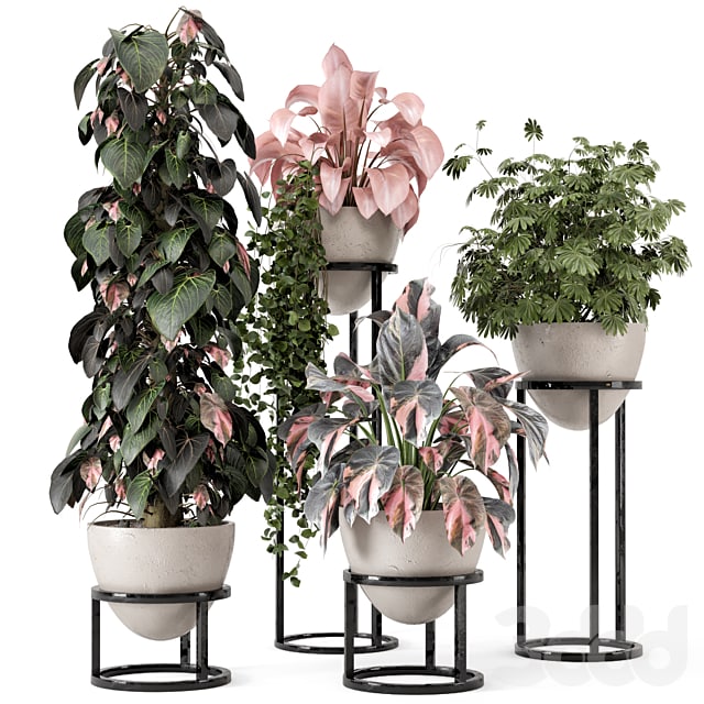 Indoor Plants in rusty Concrete Pot on Metal Shelf - Set 964