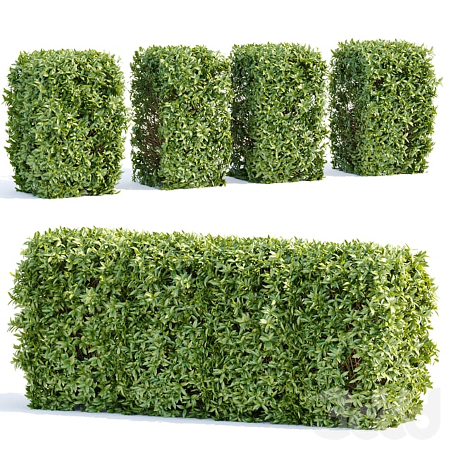 Laurel Hedging Bushes vol 111
