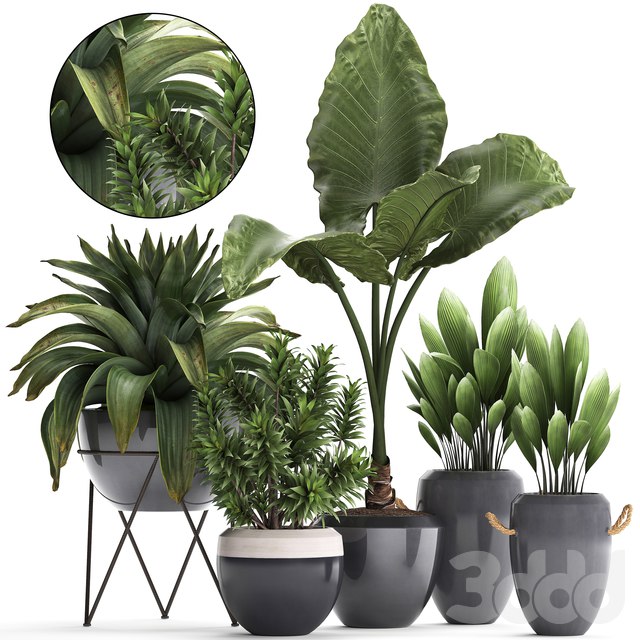 Plant Collection 395. Bromeliad, tropical plants, alocasia, dracaena, palm grass, indoor plants, exotic, tropical, stylish, bushes