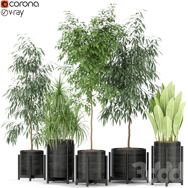 Plants collection 345