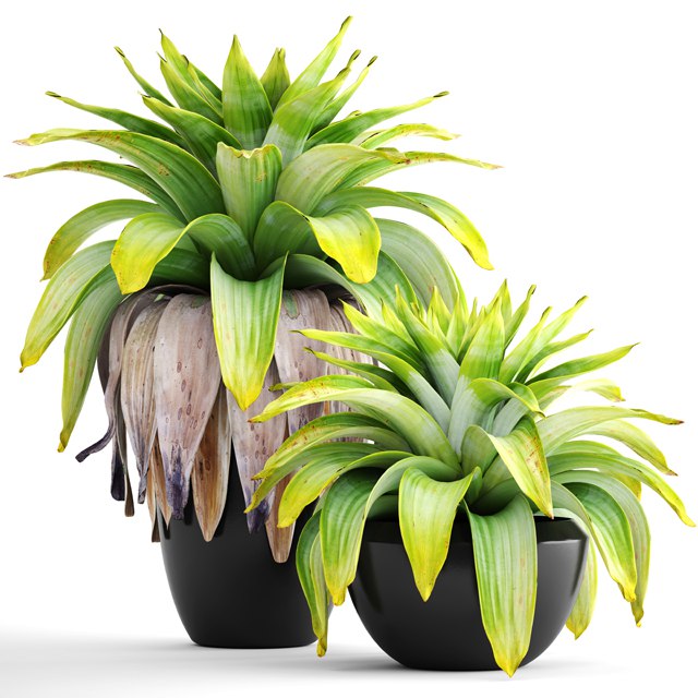 Collection of plants 144. Tropical plant, bromelia, pot, black flowerpot, bush, tropical, exotic plant