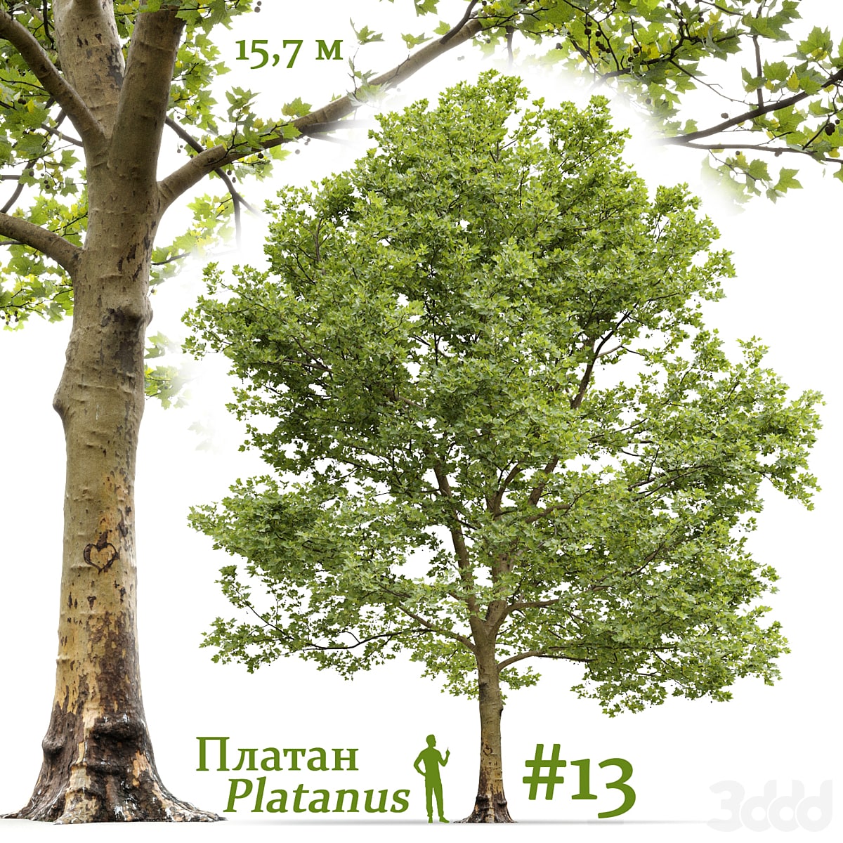 Платан / Sycamore / Platanus