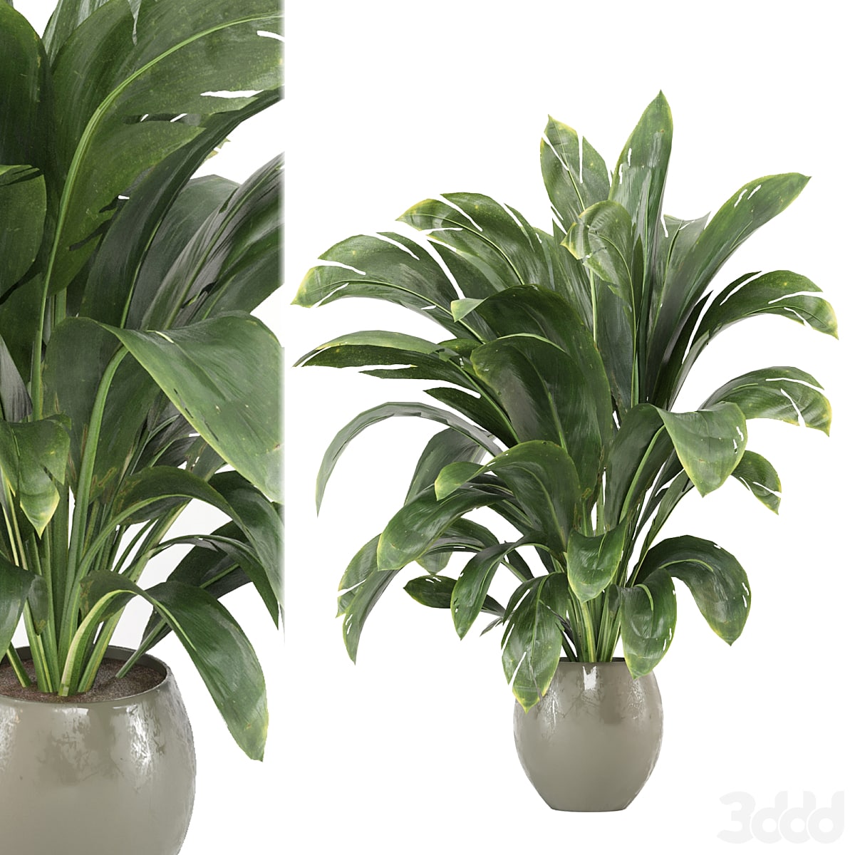indoor Plants Collection - Set 586