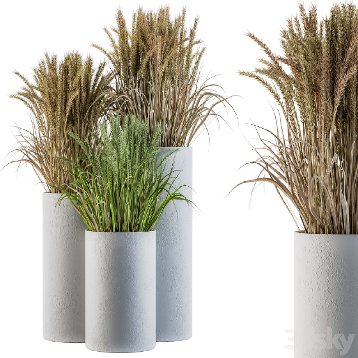 Wheat with Wild Grass in Concrete Round Pot