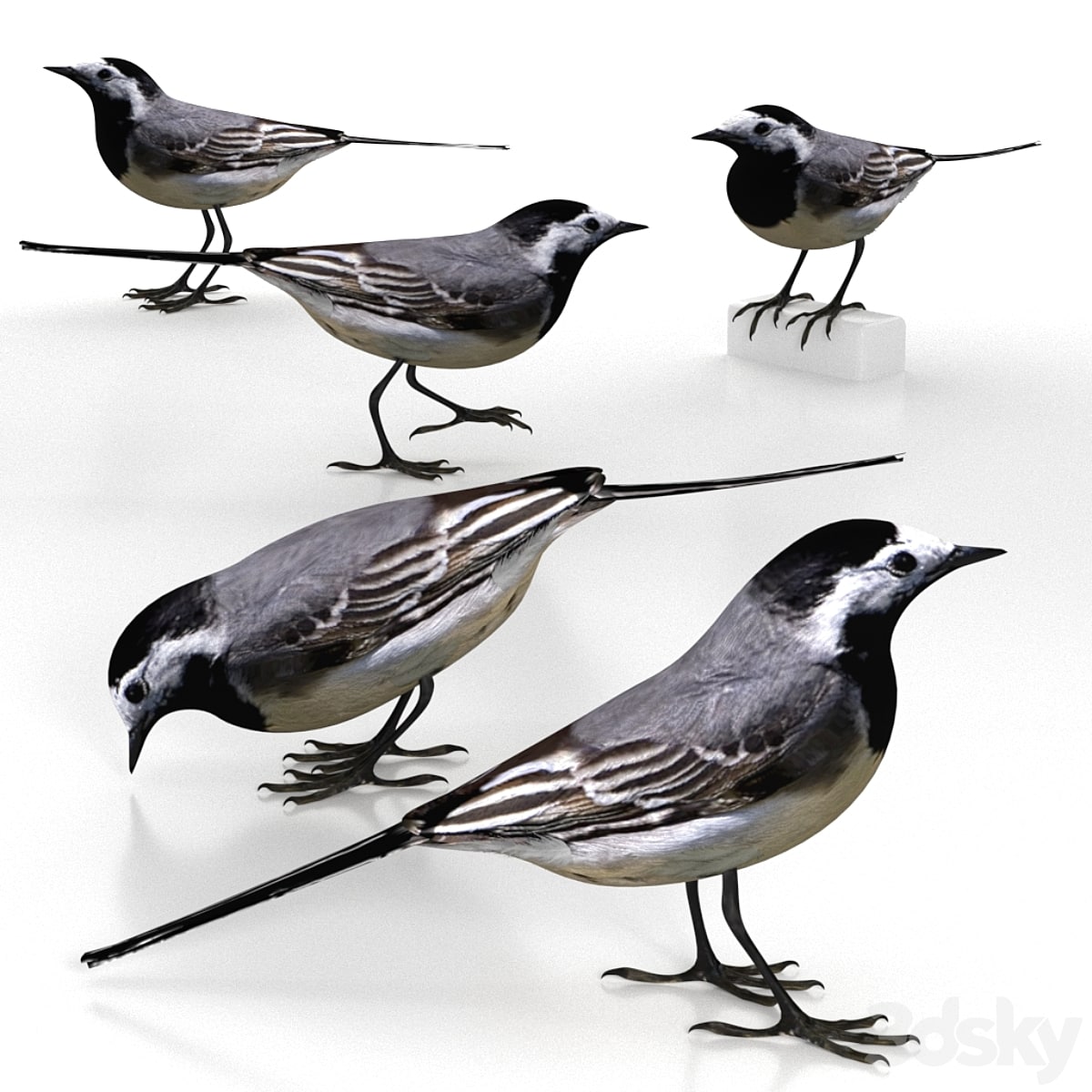 White Wagtail (bird)