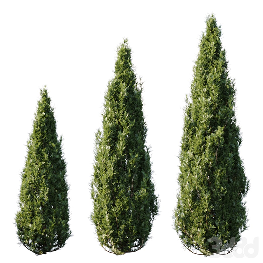 Thuja