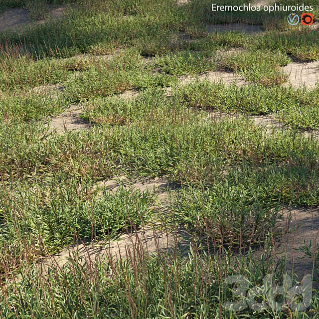 Eremochloa ophiuroides - wild