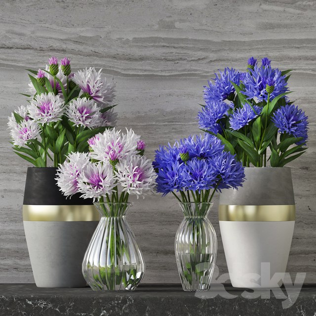 Cornflower Set