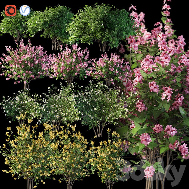 Set flowering shrubs 4 ,