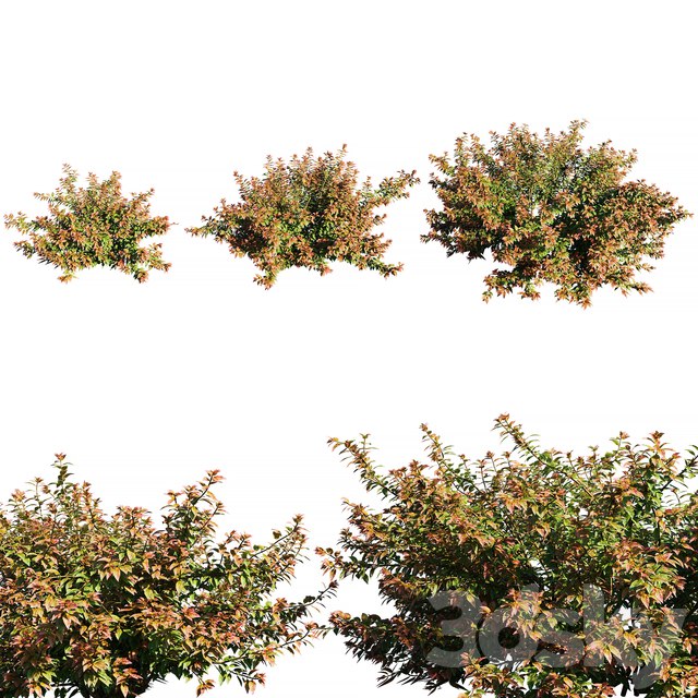 Abelia x grandiflora RED ,