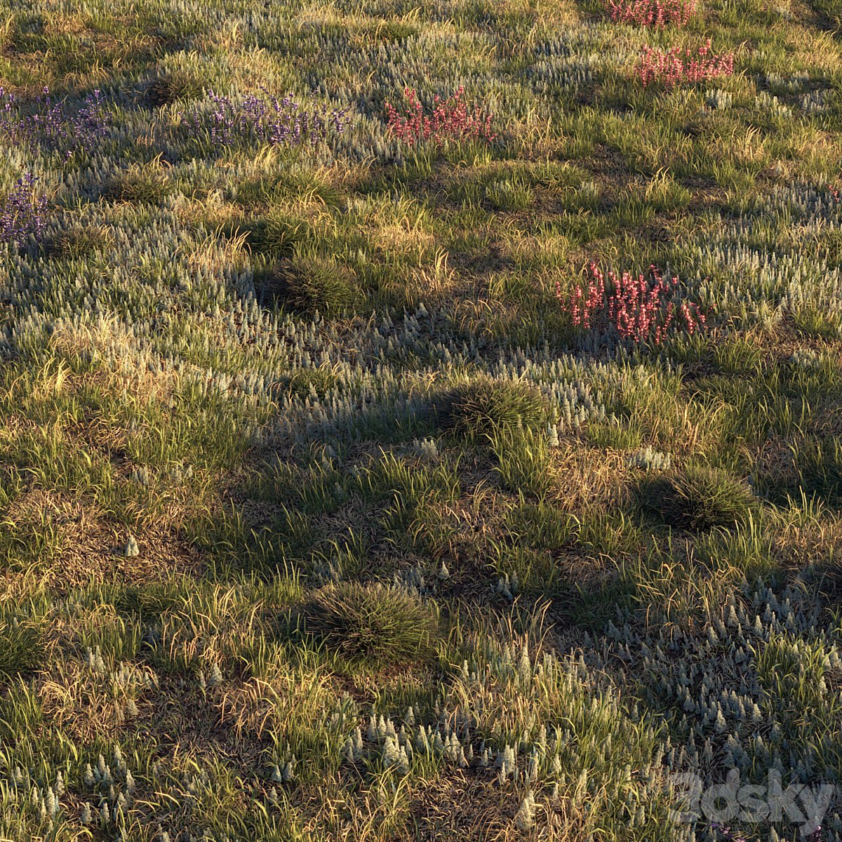 Field herbs | grass