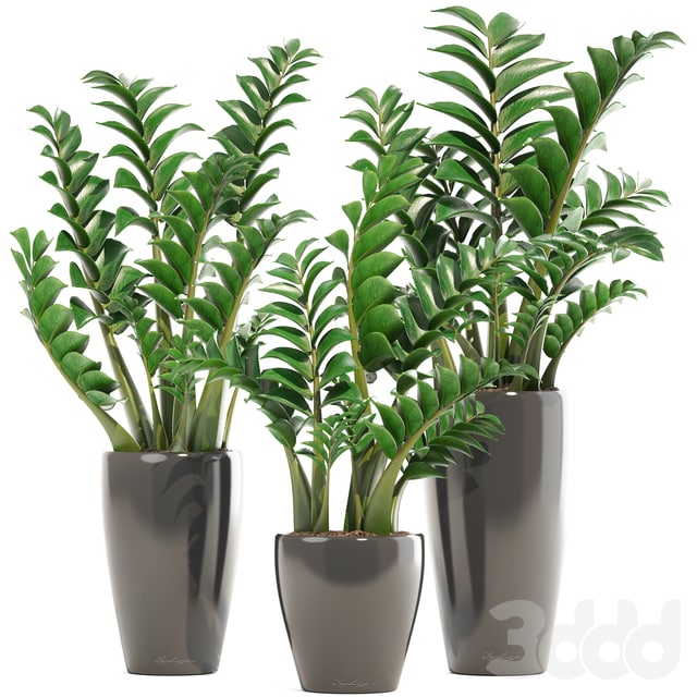 Plants collection 192, Zamioculcas
