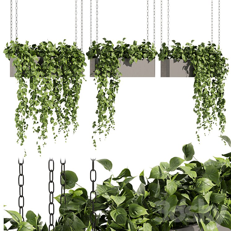Collection plant vol 469 - ampelous - hanging - pothos