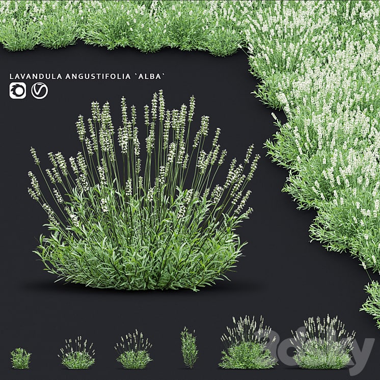 Lavender angustifolia flowers | Lavandula angustifolia Alba