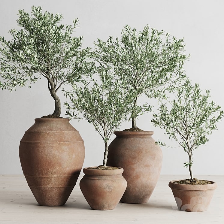 Olive European In Antique Clay Vessels , , ,